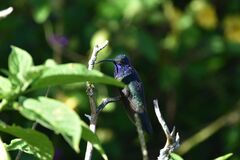 Campylopterus hemileucurus