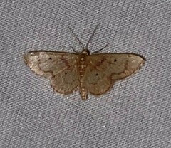 Idaea demissaria