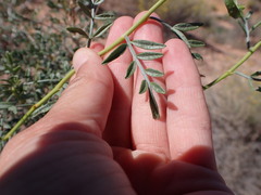Prosopis velutina