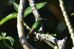 Microchera cupreiceps