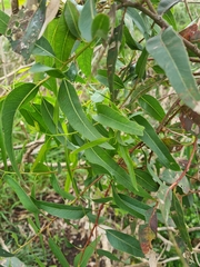 Eucalyptus viminalis