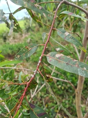 Eucalyptus viminalis