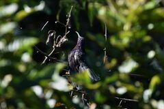 Campylopterus hemileucurus