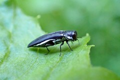 Agrilus bilineatus