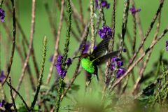 Microchera cupreiceps