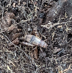 Allonemobius maculatus