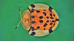 Aspidimorpha miliaris