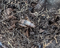 Allonemobius maculatus