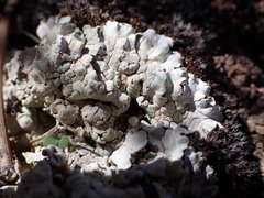 Acarospora strigata