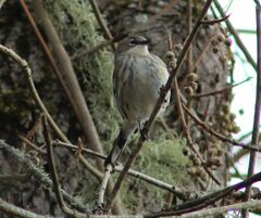 Setophaga coronata coronata