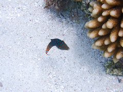 Canthigaster solandri