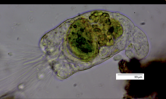 Collotheca