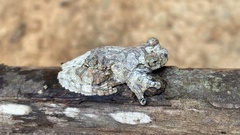 Dendropsophus marmoratus