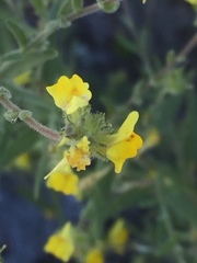 Linaria saxatilis
