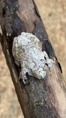 Dendropsophus marmoratus