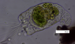 Collotheca