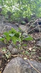 Petiveria alliacea