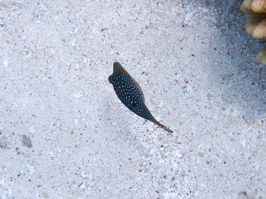 Spotted sharpnose