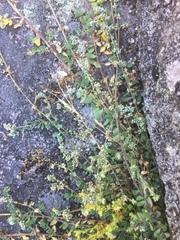 Corrigiola litoralis