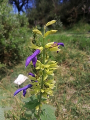 Salvia mexicana