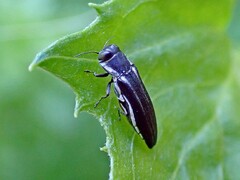 Agrilus bilineatus