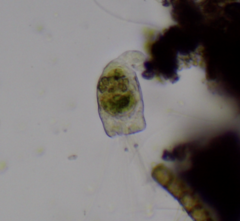 Collotheca