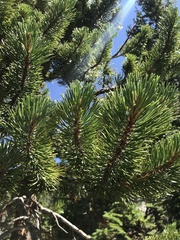 Pinus contorta