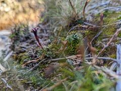 Gentiana arisanensis