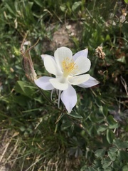 Aquilegia coerulea