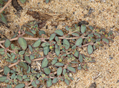 Euphorbia micromera