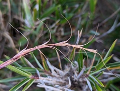 Elymus formosanus