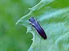 Agrilus bilineatus