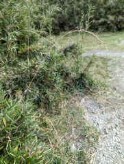 Elymus formosanus