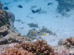 Halichoeres hortulanus