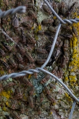 Cerastipsocus venosus