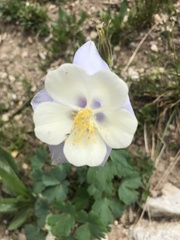 Aquilegia coerulea