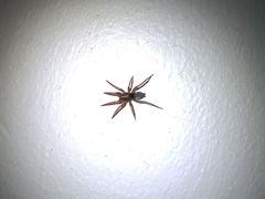 Scotophaeus blackwalli