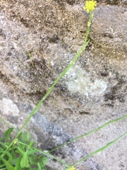 Erysimum virgatum