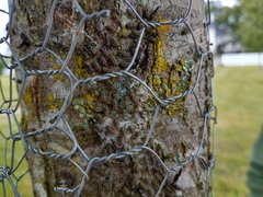 Cerastipsocus venosus