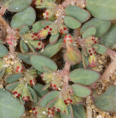 Euphorbia micromera