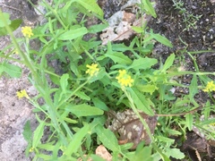 Erysimum virgatum