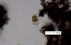 Collotheca