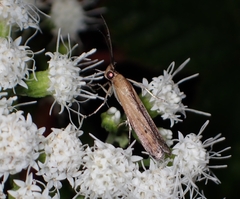 Elasmopalpus lignosella