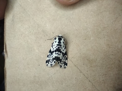 Hypercompe permaculata