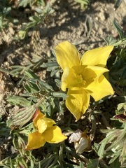 Menodora