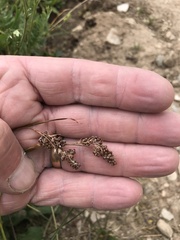 Luzula spicata