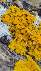 Xanthomendoza fallax