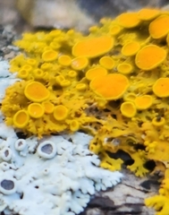 Xanthomendoza fallax