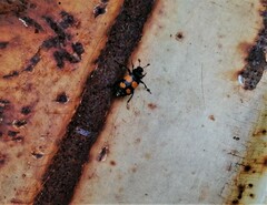 Nicrophorus vespilloides
