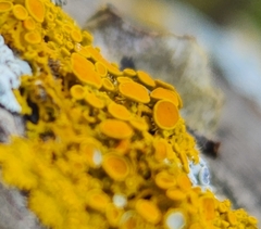 Xanthomendoza fallax